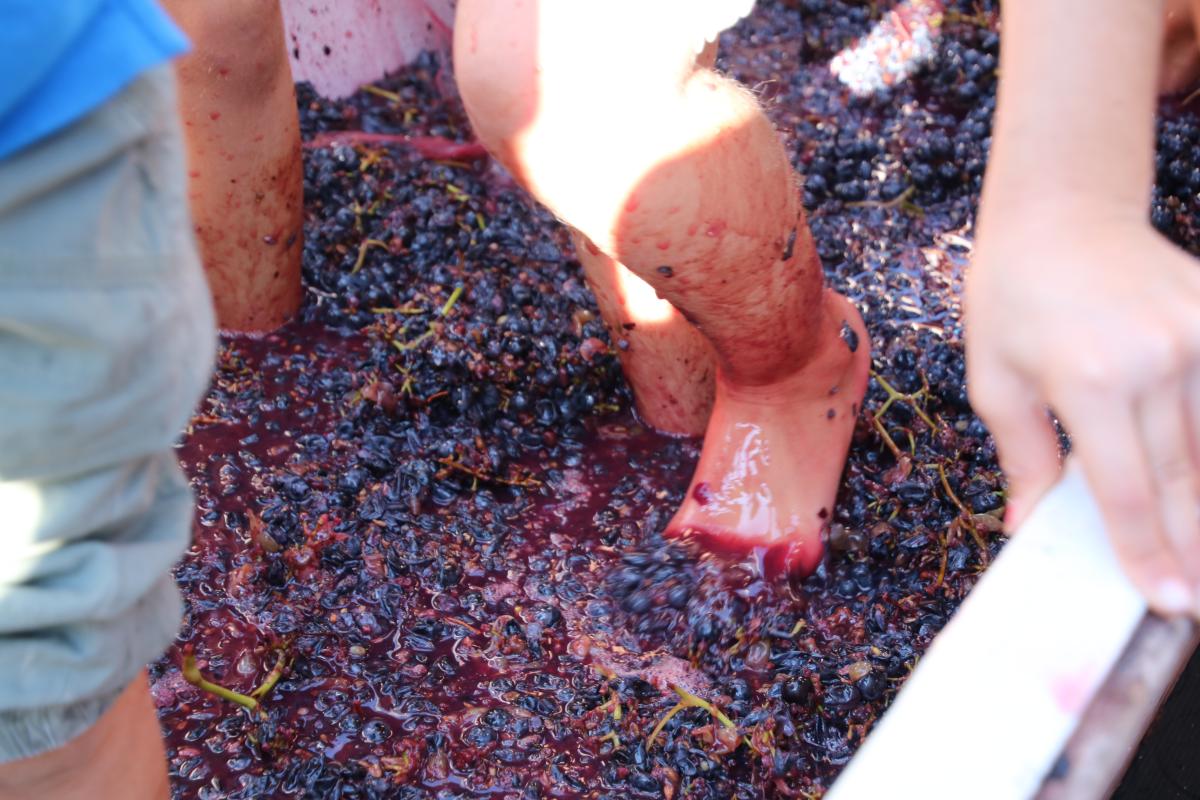 Addio Vendemmia 2017